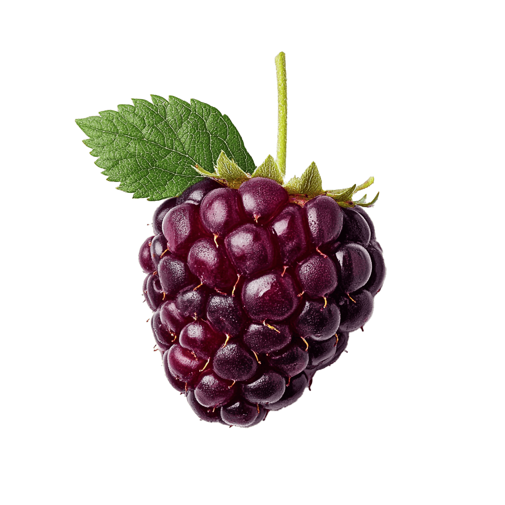 Loganberry