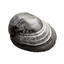 Clam