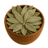 Salvia