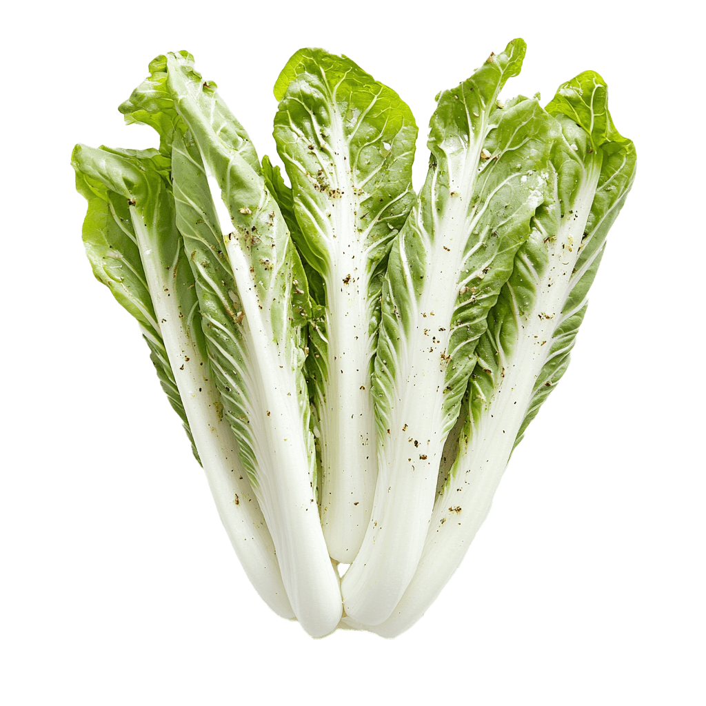 Chicory
