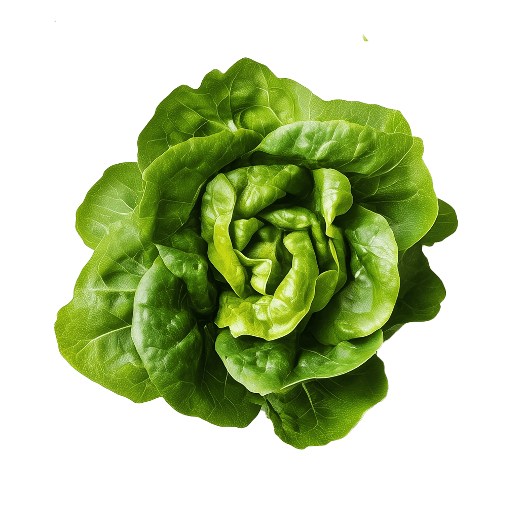 Lettuce