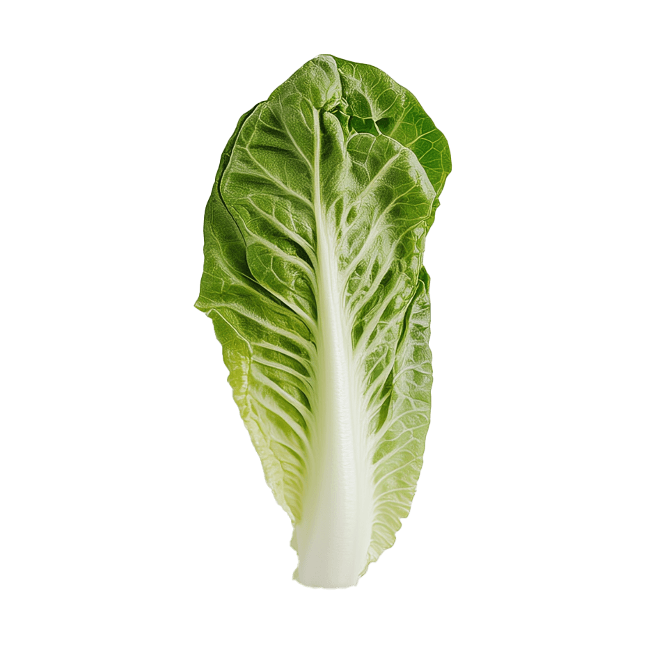 Romaine lettuce