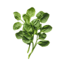 Épinard