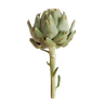 Carciofo