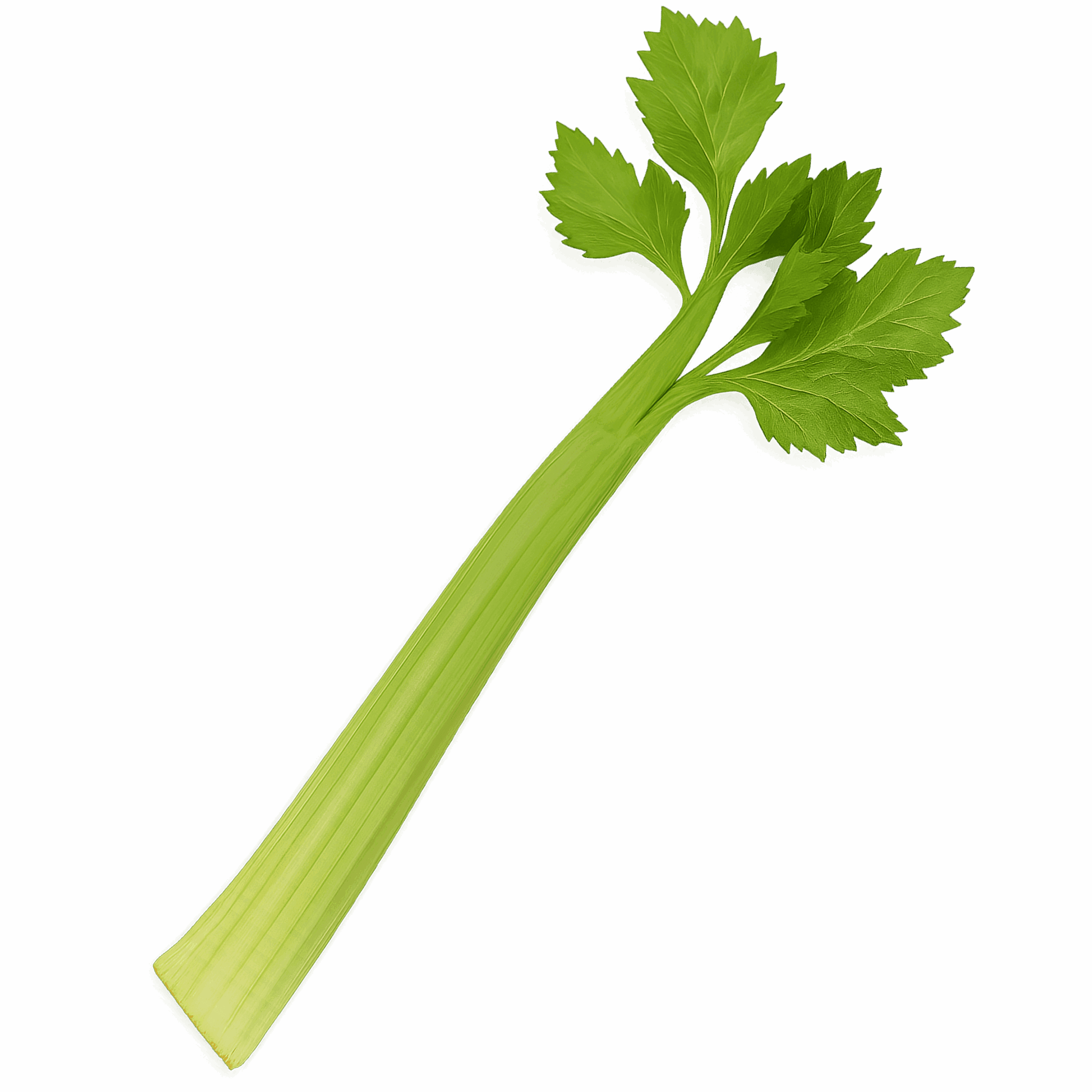 Cardoon