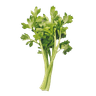 Céleri