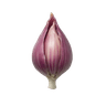 Scalogno