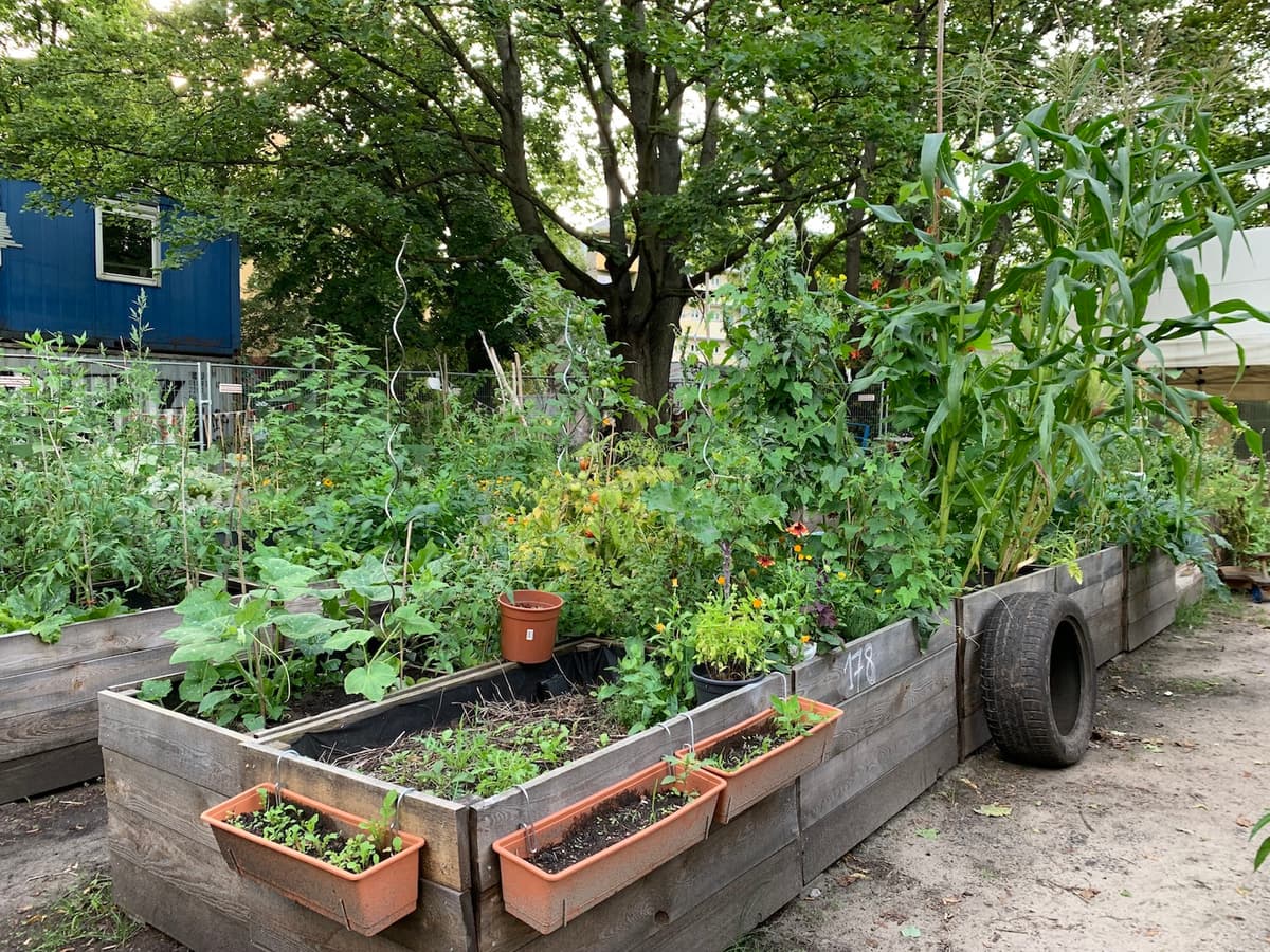 himmelbeet – Growing Community and Sustainable Food in Berlin-Wedding